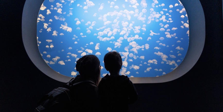 A dark and striking color indoor photograph of a mother and child looking into a jellyfish tank at the aquarium.