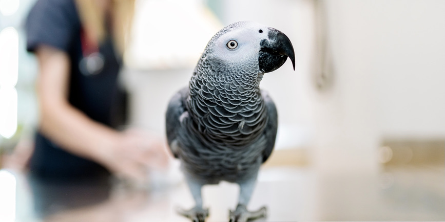 Color photo of beautiful and exotic African Gray parrot in veterinary clinic. In the background there is a female vet.